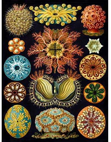 Bumblebeaver Nature Art Haeckel ERNST Plankton SEA Biology Germany Vintage Poster Print 12x16 inch 30x40cm Natur Biologie Deutsche Jahrgang