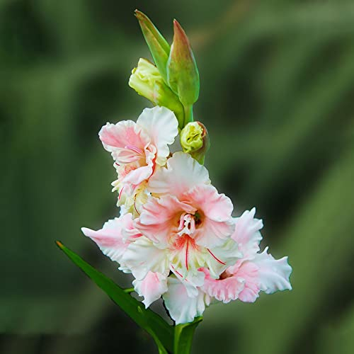 gladiolen zwiebeln winterhart mehrjährig - seltene pflanzen - 10 pcs Weiß orange Gladiolus blumenzwiebeln balkonpflanzen, frühjahrsblüher blumenzwiebel, winterharte kübelpflanzen geschenke
