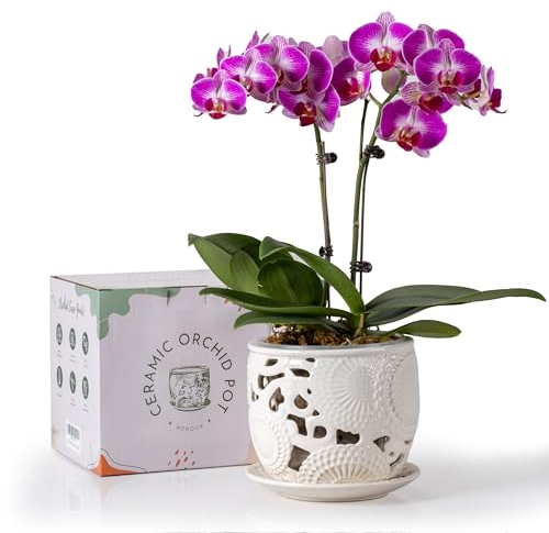 HERDUK Ceramic Orchid Pot, Orchid Pots with Drainage Holes & Saucer 6.5 Inch,Orchid Pot for Repotting Indoor, Orchid Containers with Precise Aeration & Drainage