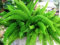 'Myers' Asparagus Fern - Foxtail fern - Evergreen and easy care plant - Great for growing in planters and baskets - Stunning symmetrical look - Spring flowering and autumn berries provide year round interest - Delicate and soft needle style leaves - Easy care plant - An unusual yet wonderful plant for gardens, containers and hanging planters.
