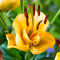 Asiatische Lilie 'Apricot Fudge' (x3) - Das beutel von 3 blumenzwiebeln / umfang 12-14cm