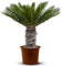 Tropictrees – Cycas Revoluta - Immergrüne Pflanze - Palmfarn – Sagopalmfarn – Zimmerpflanzen -Japanischer Palmfarn - 120cm Höhe - Stammhöhe 20/35cm