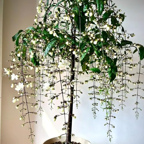 250 piezas semillas de jazmín resistentes - Clerodendrum wallichii - balcón de flores, semillas de bonsái semillas de plantas de jazmín flores de otoño, semillas plantas de interior