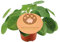 Pilea Peperomioides - Chinesischer Geldbaum - Zimmerpflanze - Ø12cm - ↑20cm