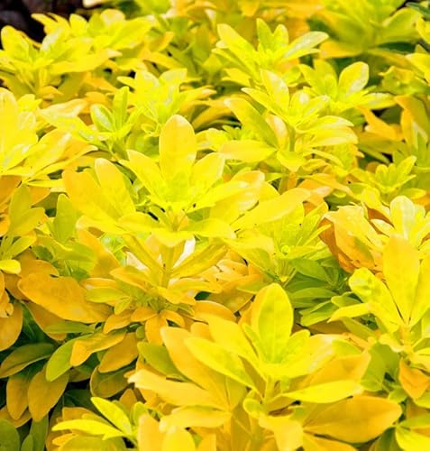 Mexikanische Orangenblume Sundance 60-80cm - Choisya ternata - lebende Gartenpflanze aus den Baumschulen
