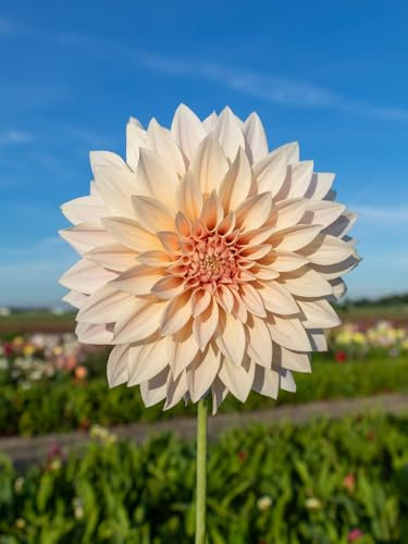 Dahlie Café au Lait | 6 Stück | Knolle | Schnittblume | Crème | 100% Blütegarantie | QFB Gardening