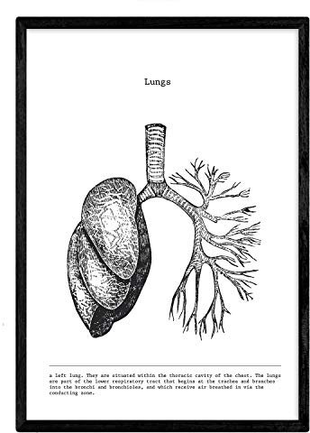 Nacnic Anatomie Poster. Vintage Stil Wanddekoration Abbildung von Lunge, Muskeln und Knochen. Verschiedene menschliche Körper, Biologie und Medizin Bilder ohne Rahmen. Größe A3.