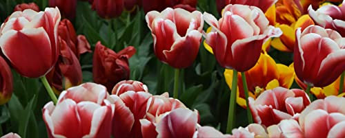 hansepuzzle 105227 - Tulpen Panorama-Puzzle 2000 Teile - Natur Motiv mit hochwertiger Aufbewahrung: Kartonbox und wiederverschließbarem Beutel - Format 116,6 × 46,7 cm