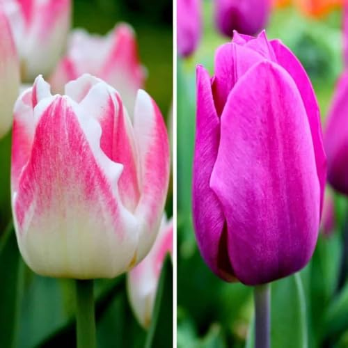 Tulpenzwiebeln - Appie's Best - 30 Blumenzwiebeln - Flowerbulbs Amsterdam - Größe 12+