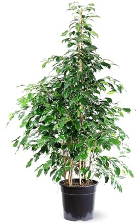 Attitude Jardin - Ficus Benjamina - danielle - 100-110 cm - ⌀ 21 cm - krukväxt