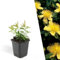 Plants by Frank | 6 Johanniskraut Pflanzen | Hypericum calycinum | Bodendecker winterhart mehrjährig | Pflanzen für Garten | Stauden winterhart mehrjährig | Gartenpflanzen