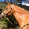 FHXYZ English Horse Trensenzaum - Verstellbare Reittrensen aus Leder - für Pferde, Pferdehalfter für Outdoor-Pferdezubehör und Pferderennausrüstung (Schwarz)