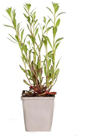 Bloomique - Gaura Lindheimeri - Prachtkerze - Gartenpflanzen - Winterhart - Tierfreundlich - Höhe 10-20 cm - Topf 9x9 cm