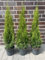 10 st. Thuja Smaragd 80-100cm ohne Topf gemessen Heckenpflanzen Lebensbaum Immergrüne Heckenpflanze