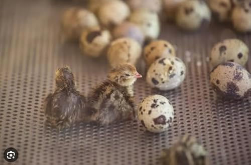 DSPetSupplies Day Old Frozen Quail (5G+) 25 Pack