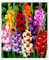 Gladiolenzwiebeln,Gladiolen Zwiebeln Winterhart,Viele Blumen, Winterhart,Gladiolen Knollen,Gladiolen,Gartenzwiebeln, FrüHblüHend, Zauberzwiebeln-3zwiebeln-G