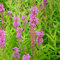 Blumixx Stauden Lythrum salicaria - Blutweiderich, im 0,5 Liter Topf, violettrosa blühend