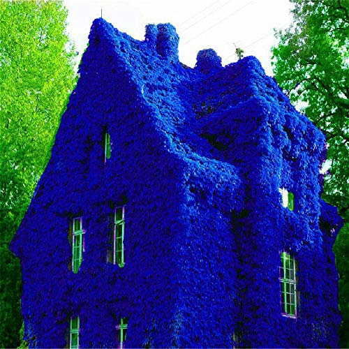 Ponak Nueva 100pcs hiedra enredadera semillas de plantas Azul Profundo