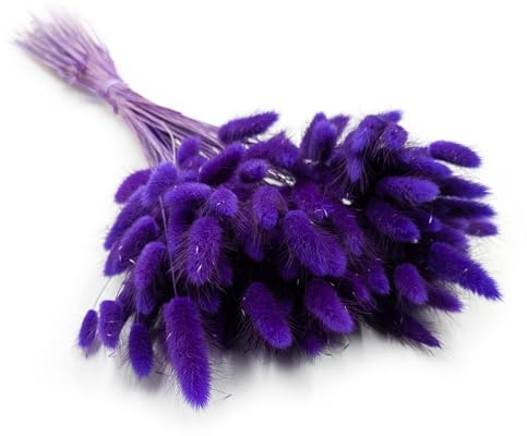 Enchanted Dekogras Getrocknetes Gras Ziergras Hasenschwänze Lagurus Ovatus Samtgras Häschen-Schwanzgras Trockenblumen Natürlich Boho 120 - 150 Stück 100 g Lila