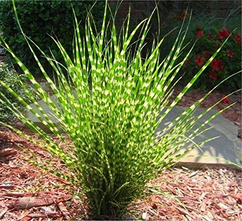 10 x Miscanthus sinensis 'Zebrinus' 1 Liter (Ziergras/Gräser/Stauden/Winterhart) Chinaschilf - Zebraschilf