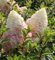 Rispenhortensie Silver Dollar 80-100cm - Hydrangea paniculata