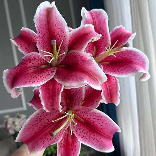 6 pz Bulbi di gigli perenni resistenti all'inverno, Bulbi a fioritura primaverile, api, piante da balcone resistenti al freddo Lilium Brownii, Pianta perenne resistente al freddo Piante