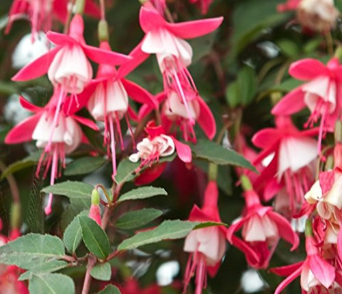 Fuchsia 'Lady Thumb' 15cm Pot Size