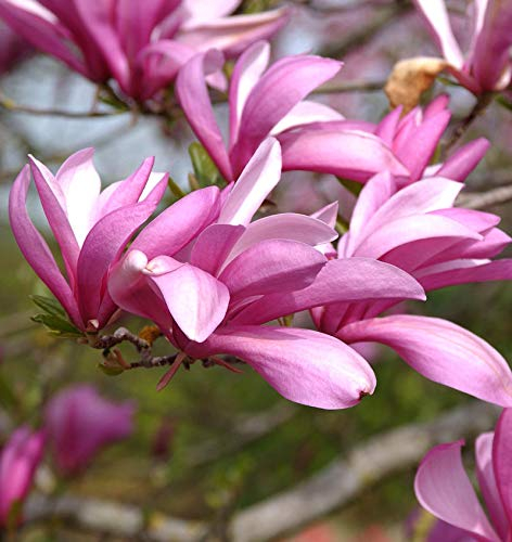 Niedrige Magnolie Betty 60-80cm - Magnolia liliiflora