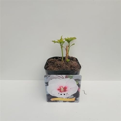 XXL Hibiscus moscheutos Jolly Heart Riesenhibiskus Staudenhibiskus