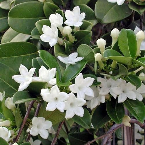 Gelsomino Stephanotis, Gelsomino del Madagascar, Pianta Piramidale H150cm, Fiore bianco Profumato.