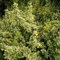 Gold-grüner Spindelstrauch - Euonymus Fortunei 'Emerald 'N Gold' - 20-30 cm Topf - Attraktive Laubfärbung