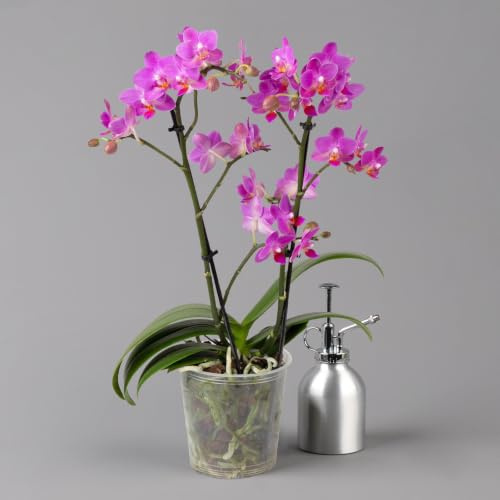 Schmetterlingsorchidee, dunkelrosa, 2 Rispen, Topf-Ø 12 cm, Höhe ca. 50 cm