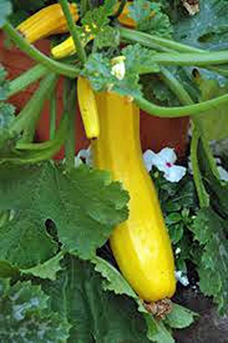 Squash Samen, Früh Produktive geradem Hals Squash, Erbstück, Organisch, 25+ Seeds