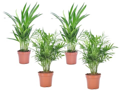 Plant in a Box - Mini Palmiers d'intérieur - Set de 4 - Chamadorea Elegance - Areca Lutescens - Plante d'interieur - Pot 12cm - Hauteur 25-40cm