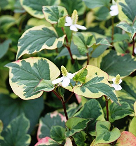 WASSERPFLANZEN WOLFF - Houttuynia cordata 'Chameleon' - Houttuynie - Eidechsenschwanz weiß, buntlaubig - QUALITÄTSSTAUDE durchwurzelt im 9x9cm Topf - winterhart