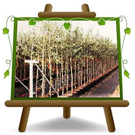 Olivier arbre olives Itrana - Plante fruitière arbre max 160 cm - 3 ans