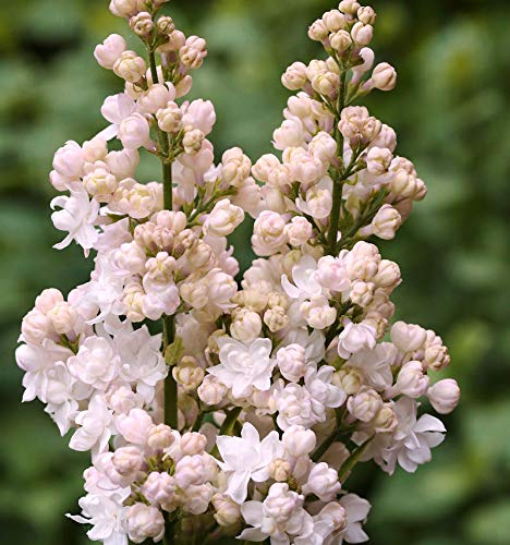 Hochstamm Edelflieder Schöne von Moskau - Kircher-Collection 60-80cm - Syringa vulgaris - Gartenpflanze