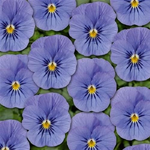 Helza Stiefmütterchen Twix Blue, Blau, Holländische Veilchen, 200 stück, Blumensamen für Garten und Balkon, Pflanzensamen, Saatgut von Kulturpflanzen