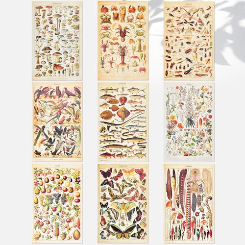 CODIRATO 9 Stück Vintage Botanisches Plakat Set - Schmetterling, Insekt, Vögel, Aesthetic Blumen, Fleurs, Pflanz, Obst Gemüse - Retro Wandkunst Deko 30x20cm