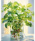 hoshiron Peinture par Numéro Adulte/Enfant, DIY Paint by Numbers Kit sans Cadre 30 x 40 cm, pour Décoration Intérieure-Fleurs 06
