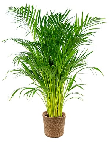 Bloomique - Dypsis Lutescens - Goldfruchtpalme - Areca Palme - Zimmerpflanzen - Pflegeleicht - Haustierfreundlich - Höhe 100-120 cm - Mit Seegras Korb 21 cm