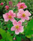 Anemone japonica 'Königin Charlotte' ca. 9x9 cm Topf - Herbst-Anemone, rosa Blüten, Blütezeit August-Oktober, ideal für halbschattige Beete, pflegeleicht