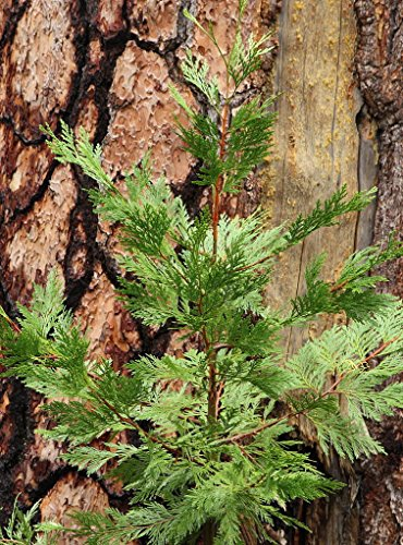 Weihrauchzeder - Kalifornische Weihrauchzeder - 10 vorbehandeltes Saatgut
