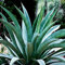 Portal Cool Kaufen, 3 2 Free weberi Agave 10 Stück Samen Agave nsamen Sukkulenten Bonsai