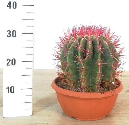 POWERS TO FLOWERS - FEROCACTUS STAINESII XXL, cuscino della suocera, pianta vera