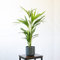 Palmera Areca Planta Natural de Interior en Maceta Ø17 Altura 60-70 cm para Decoración de Hogar o Regalo
