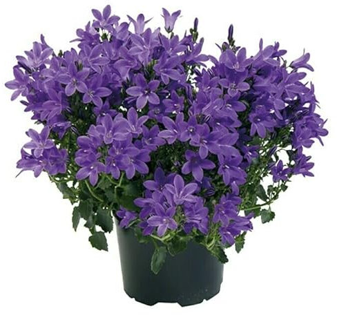 Planta de Campanilla o Campanula con Flores Azules