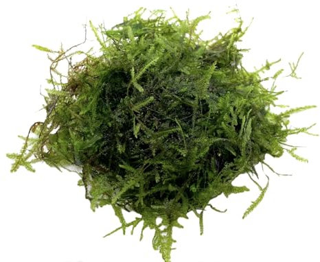 Vesicularia montagnei Christmas Moos für Aquarium, Dekoratives Süßwassermoos, Tannenartig wachsend, Ideal für Garnelen & Aquascaping