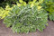 Kleine Siebolds Funkie Hosta sieboldii Staude im Topf gewachsen