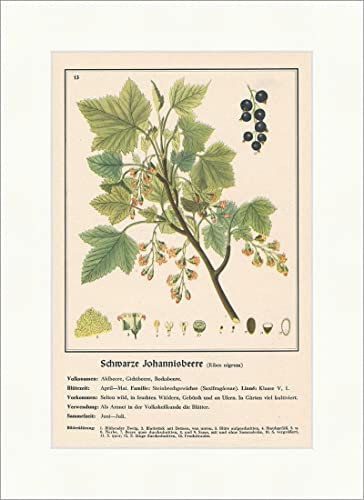 Biller Antik Grosella negra Ribis nigrum Goteberry Plantas medicinales Hierbas medicinales 201